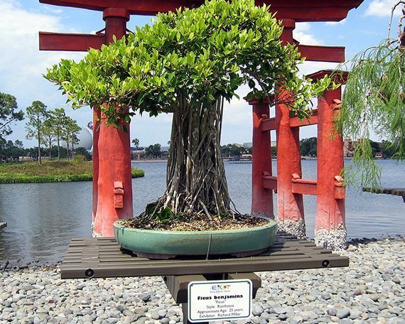 บอนไซ ไทรย้อยใบแหลม ไทรย้อย Ficus benjamina